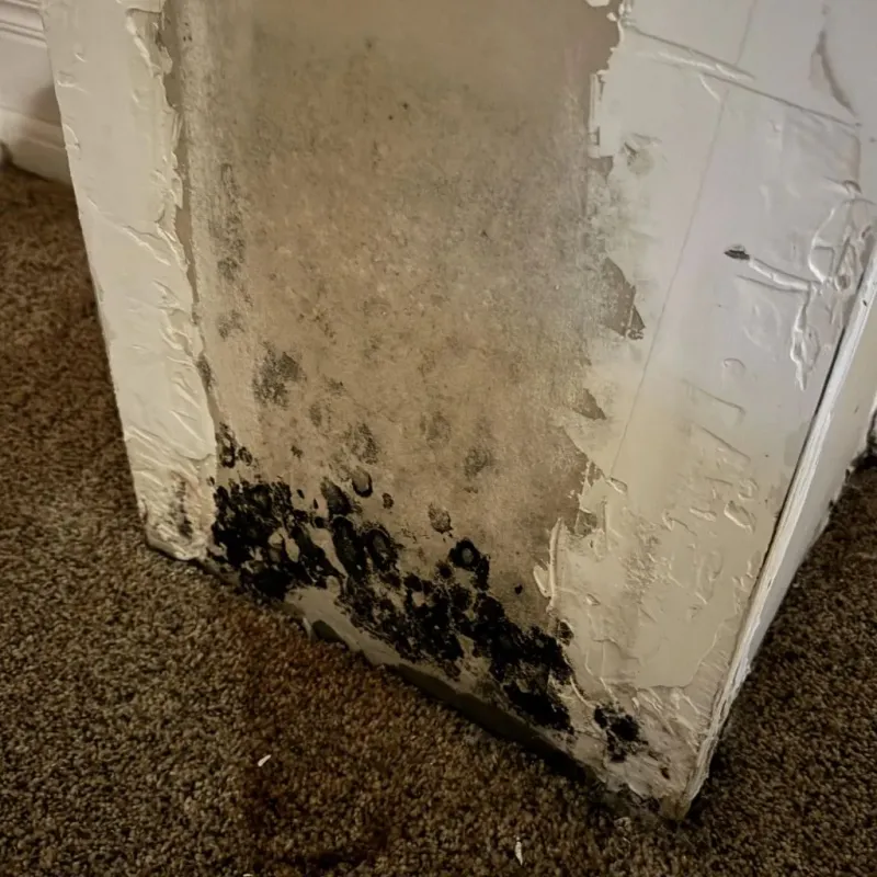 Professional Mold Removal in Bellaire, OH